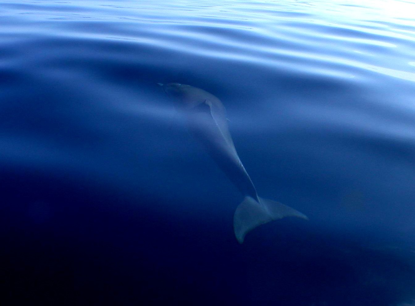 Delfini