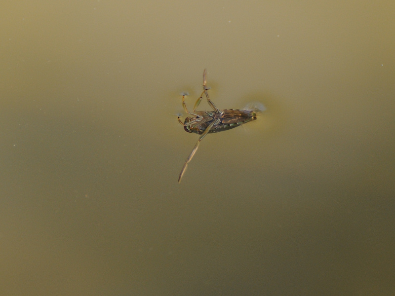 Notonecta glauca