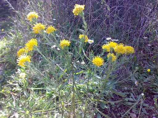 Aster linosyris