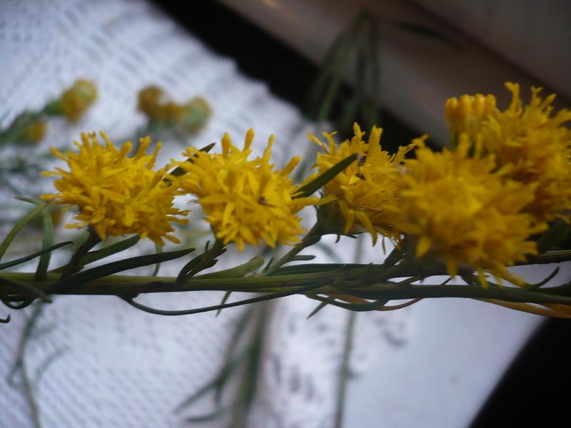 Aster linosyris