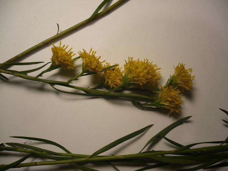Aster linosyris