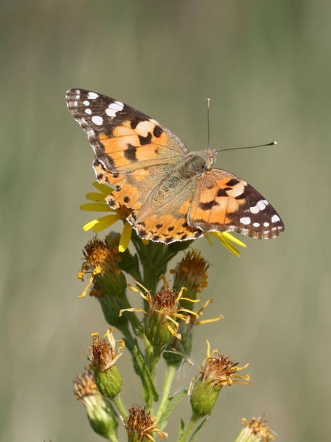Farfalle - Vanessa cardui