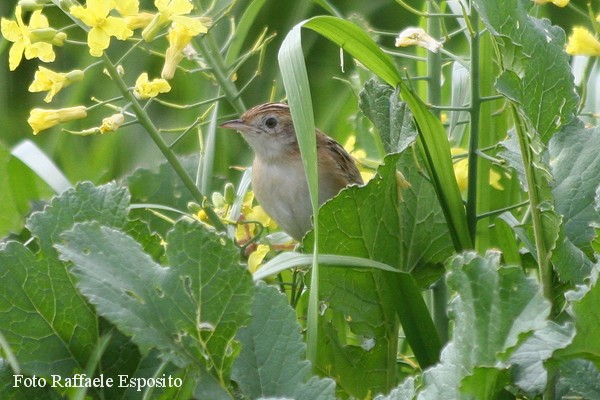 Il beccamaschino