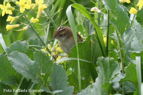 Il beccamaschino
