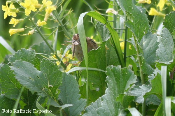 Il beccamaschino