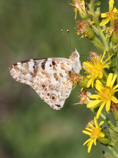 Farfalle - Vanessa cardui