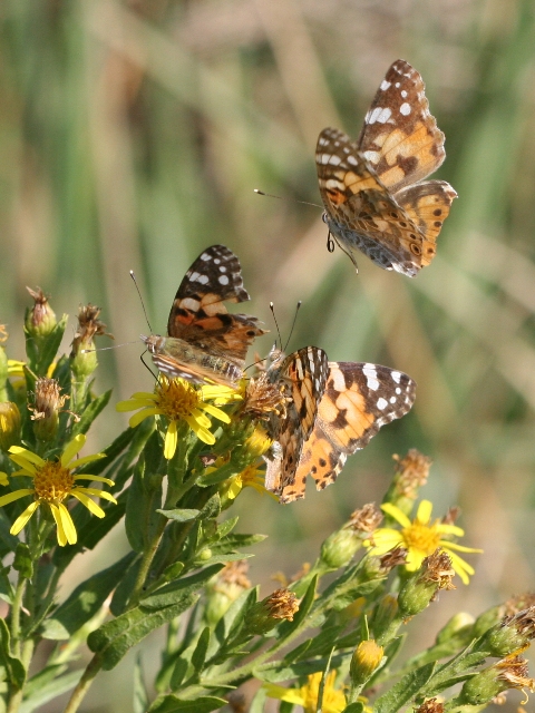 Farfalle - Vanessa cardui
