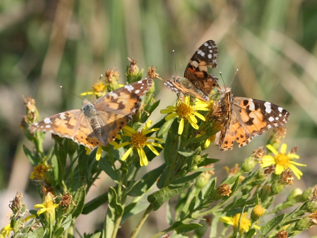 Farfalle - Vanessa cardui