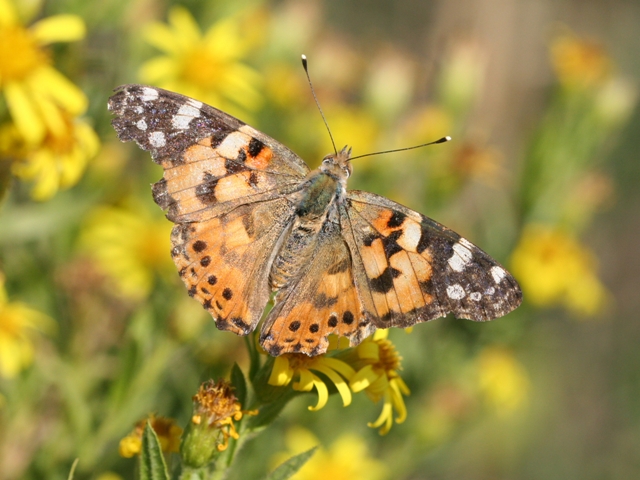 Farfalle - Vanessa cardui