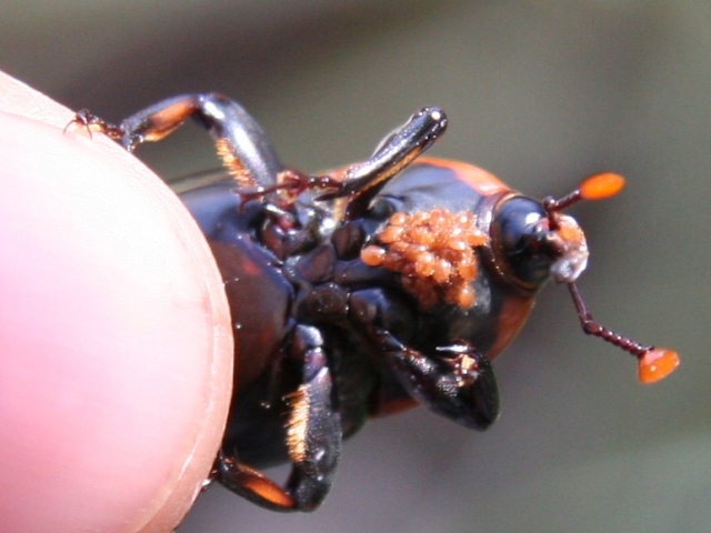 Rhynchophorus ferrugineus