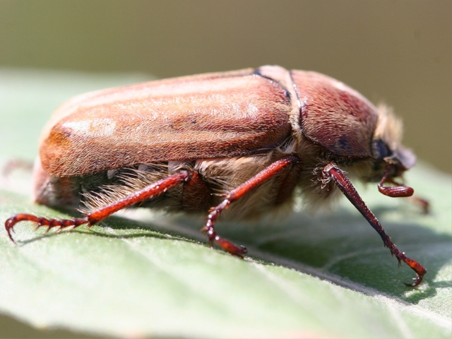 Come si chiama questo insetto? Anoxia matutinalis