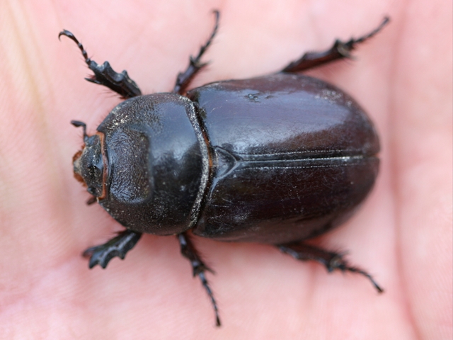 Come si chiama questo insetto? Oryctes nasicornis