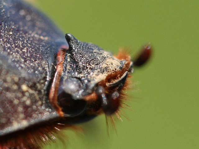 Come si chiama questo insetto? Oryctes nasicornis