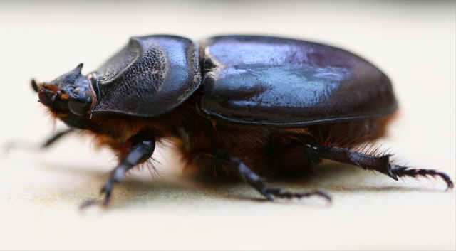 Come si chiama questo insetto? Oryctes nasicornis