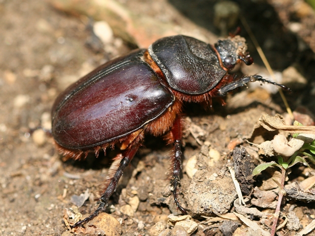 Come si chiama questo insetto? Oryctes nasicornis