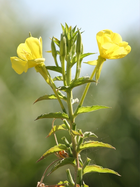 Oenothera biennis?