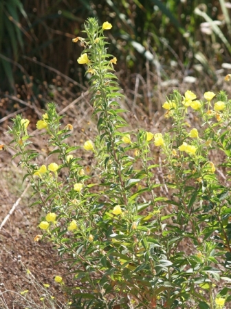 Oenothera biennis?