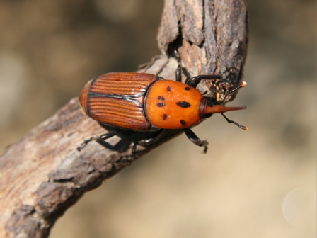 Rhynchophorus ferrugineus