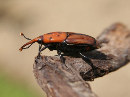 Rhynchophorus ferrugineus