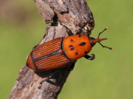 Rhynchophorus ferrugineus