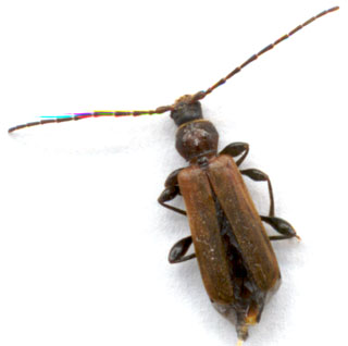 Invasione preoccupante:  cfr. Phymatodes testaceus  (Cerambycidae)