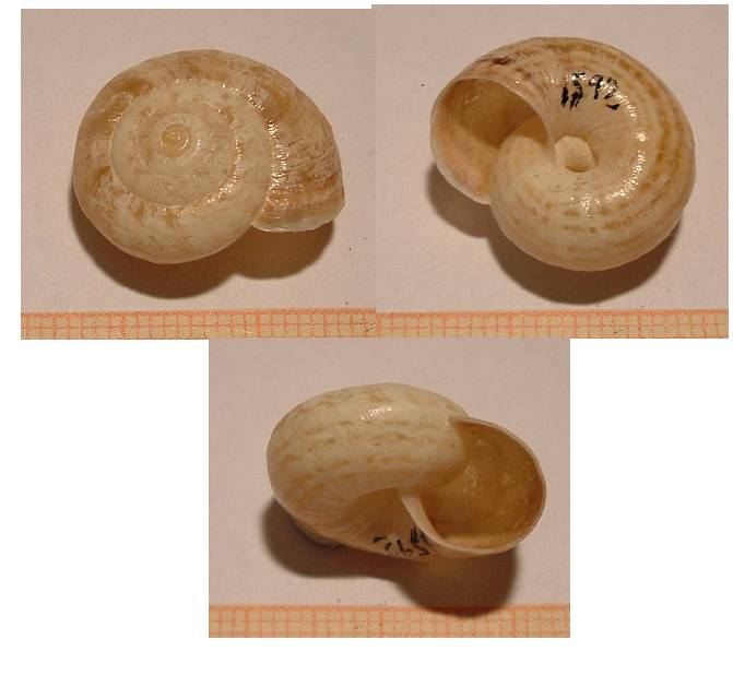 Cernuella o Xerosecta