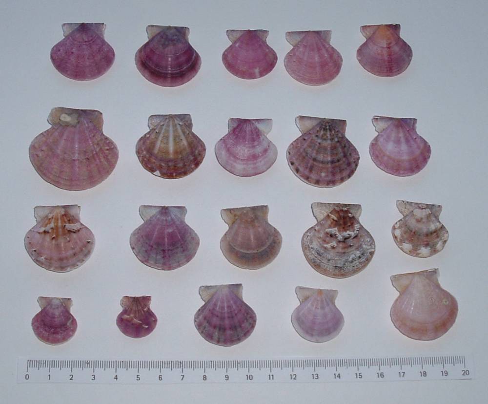 Famiglia Pectinidae