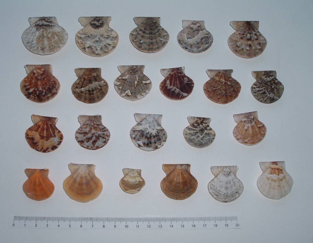 Clhamys glabra y Clhamys flexuosa