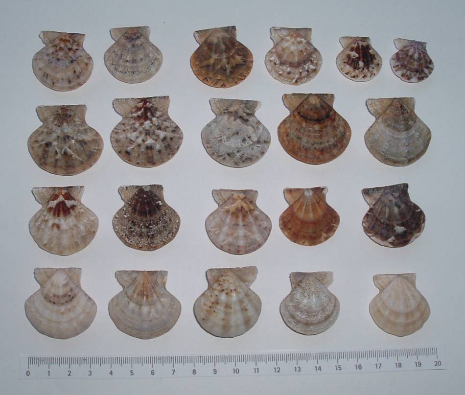 Clhamys glabra y Clhamys flexuosa
