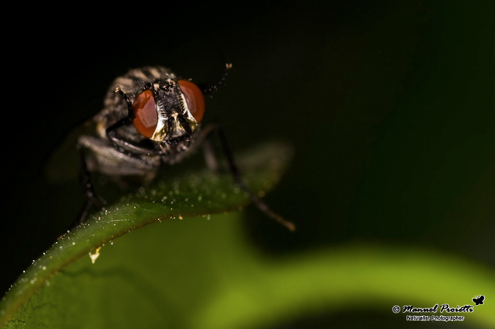 Hydrotaea sp. F (Muscidae).