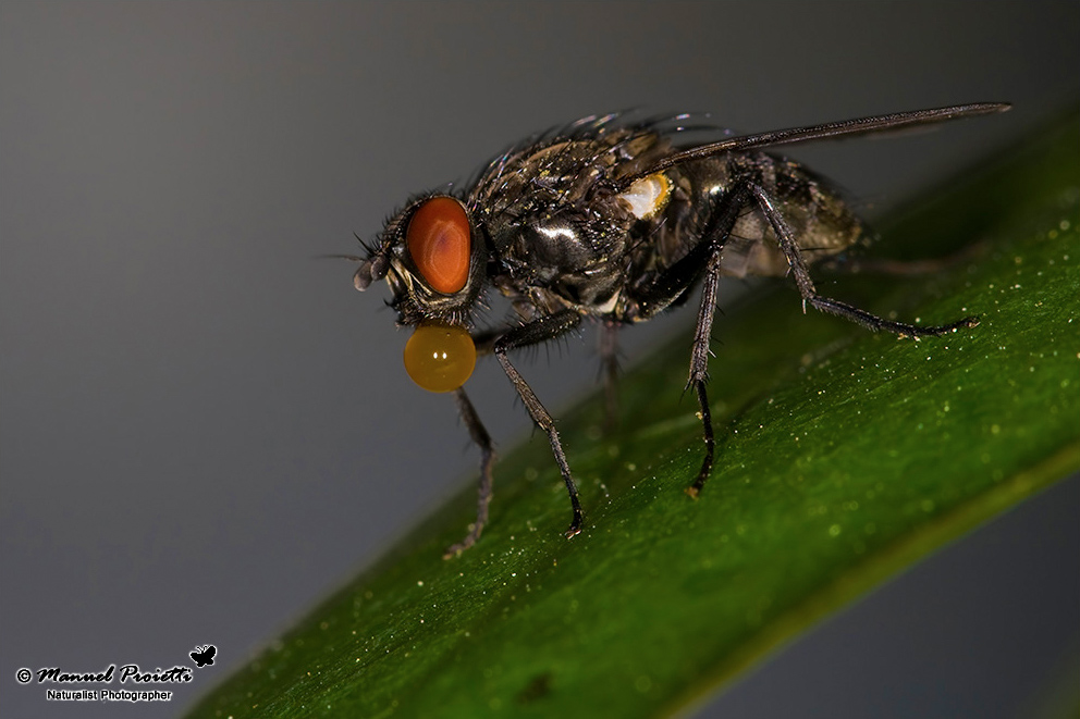 Hydrotaea sp. F (Muscidae).