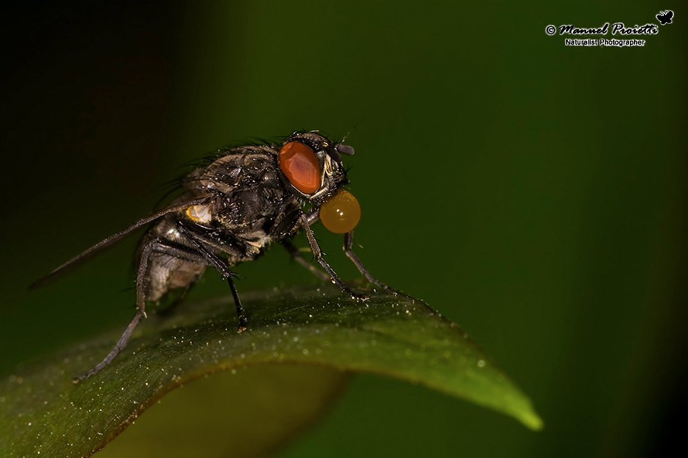 Hydrotaea sp. F (Muscidae).