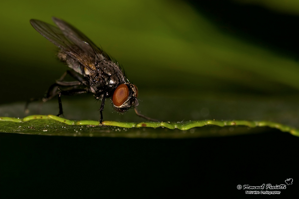 Hydrotaea sp. F (Muscidae).