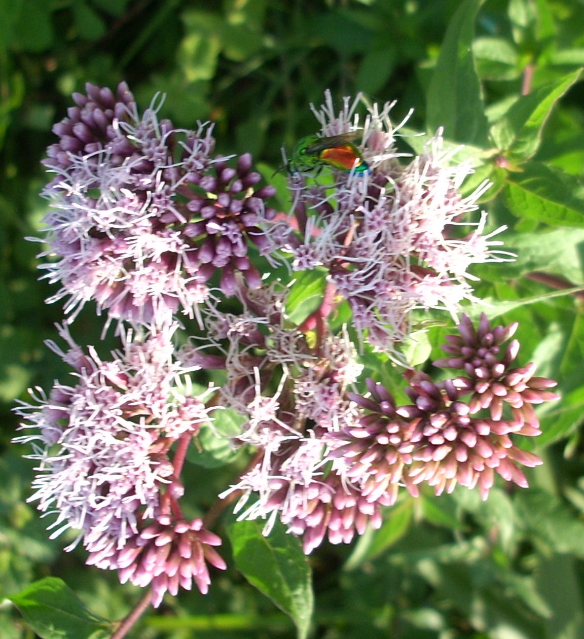 Stilbum cyanurum (Chrysidide)