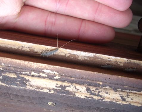 Tisanuro da id.