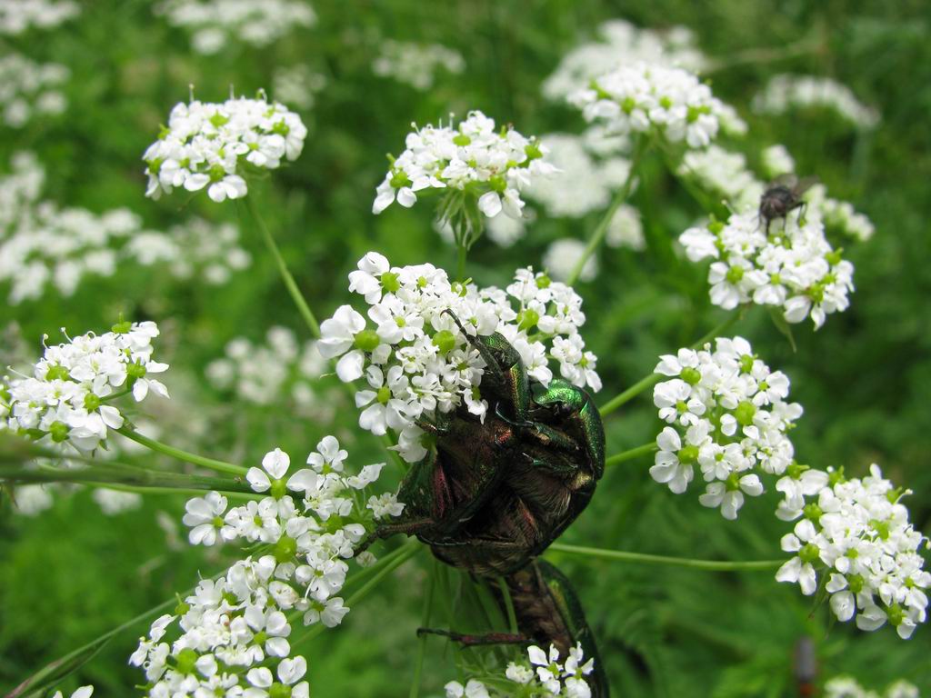 Accoppiamento Cetonia aurata
