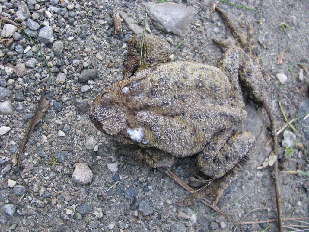 Rospo - Bufo bufo
