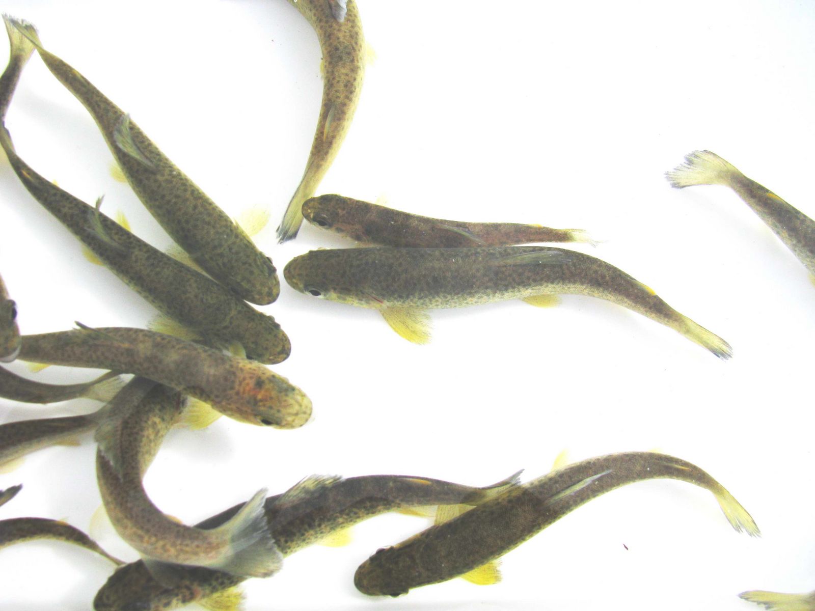 Salmo trutta complex: nuova sintesi sulle origini