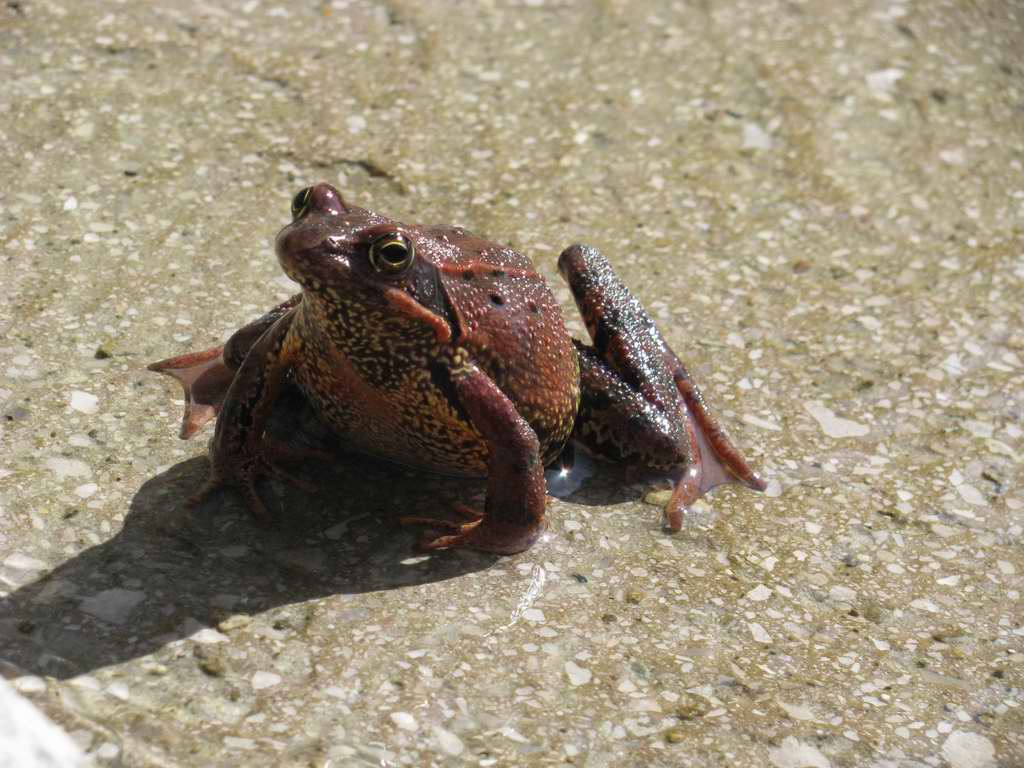 Incintissima - Rana temporaria