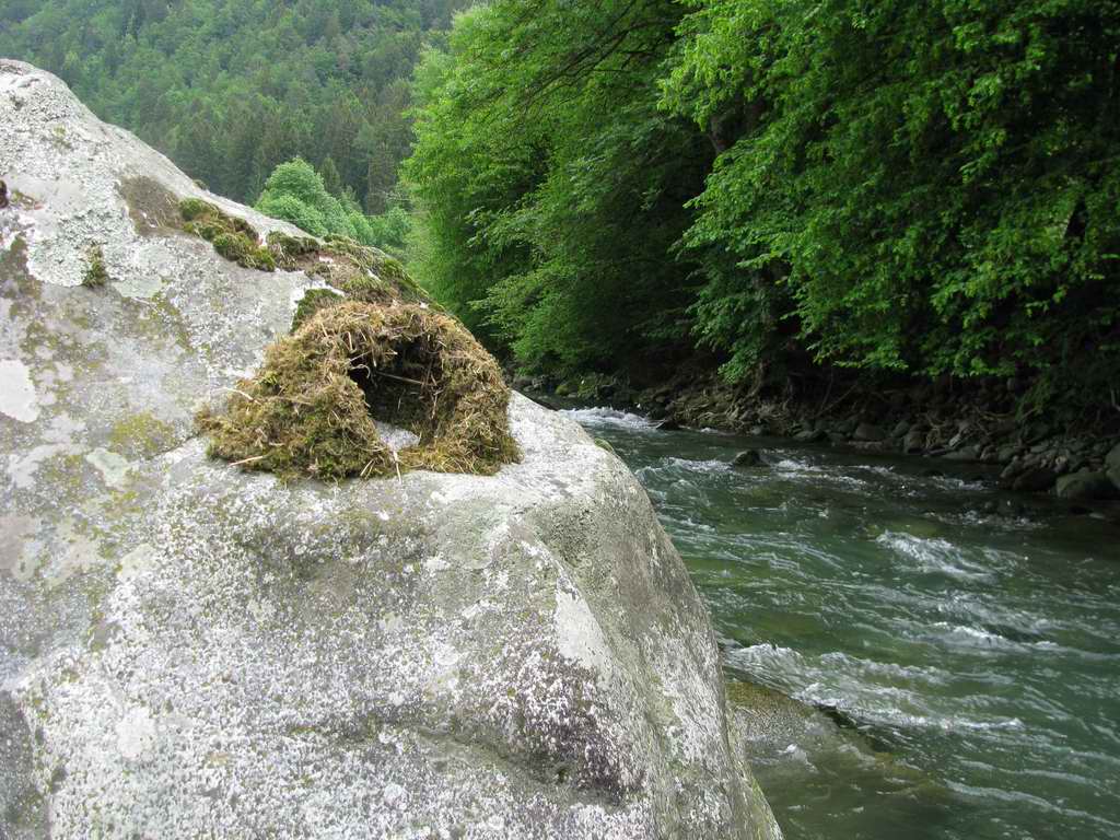 Nido (non occupato) su sasso in mezzo al fiume