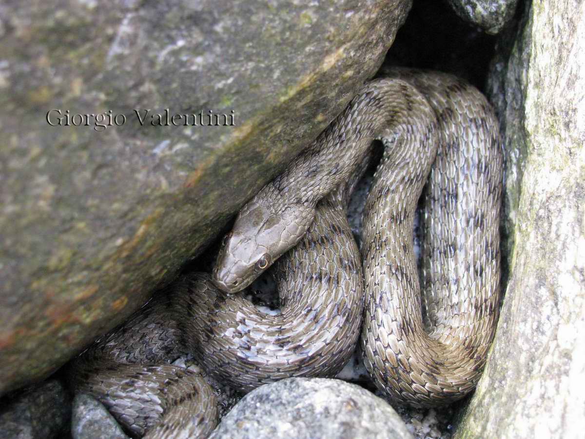Ancora natrice tassellata