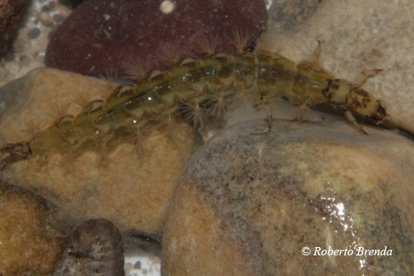 Fasi della vita di un tricottero - Da larva ad adulto.