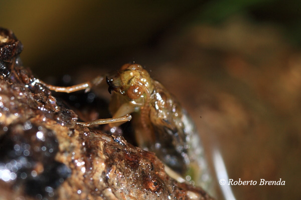 Fasi della vita di un tricottero - Da larva ad adulto.