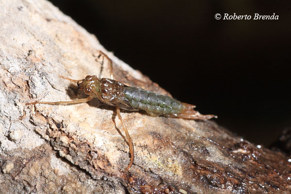 Fasi della vita di un tricottero - Da larva ad adulto.