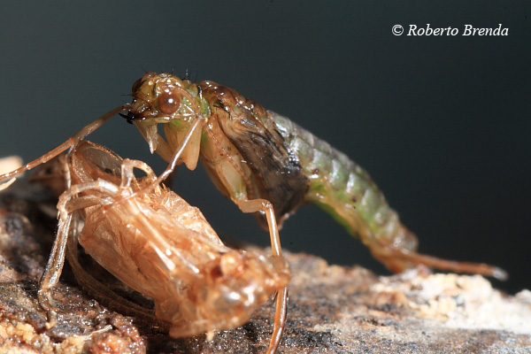 Fasi della vita di un tricottero - Da larva ad adulto.