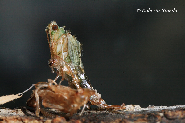 Fasi della vita di un tricottero - Da larva ad adulto.