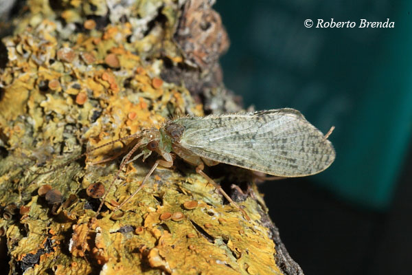 Fasi della vita di un tricottero - Da larva ad adulto.