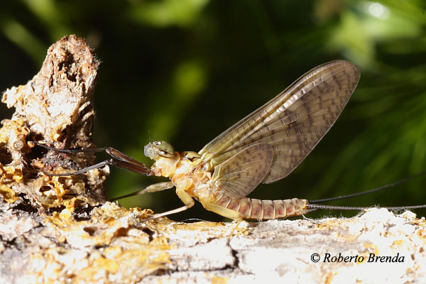 Ecdyonurus elveticus
