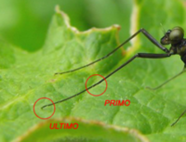 Heptageniidae nel Parco del Ticino