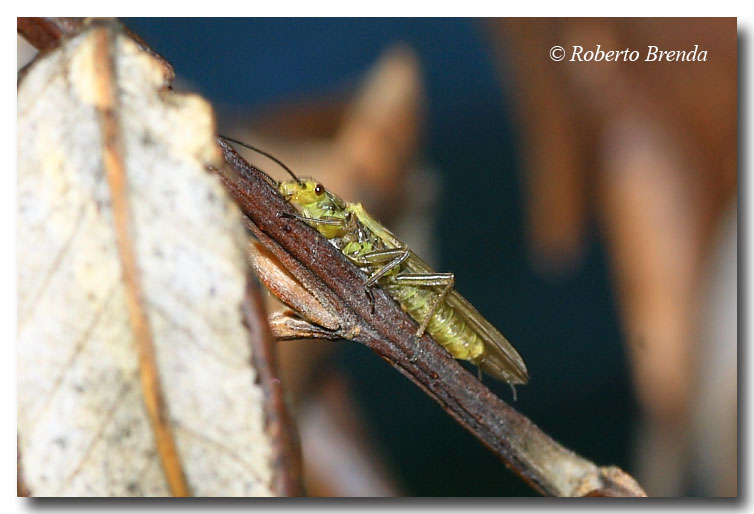Isoperla sp.